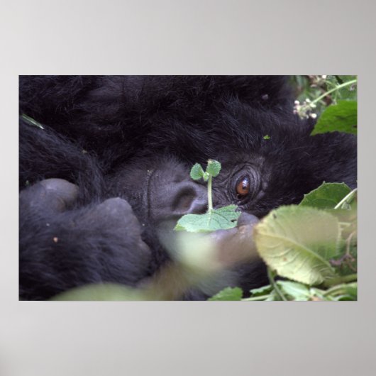 Whimsical Gorilla Poster (Voorkant)