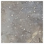 Whimsical Lion & Crescent Moon etherisch profiel Stof (Swatch)