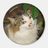 Whimsical The Cat en de Camellia Magneet (Voorkant)