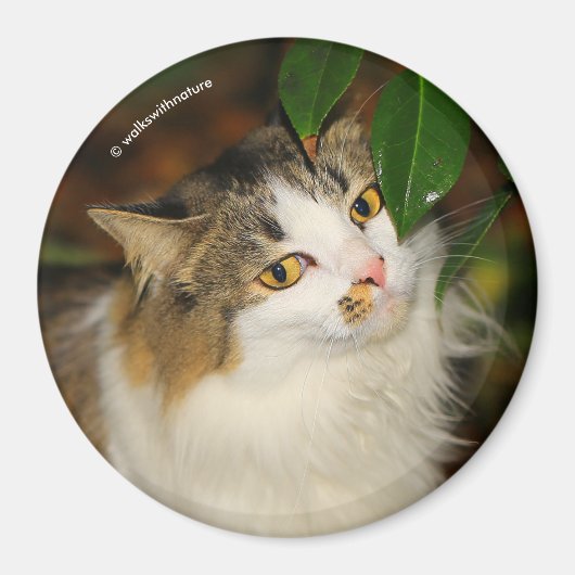 Whimsical The Cat en de Camellia Magneet (Voorkant)