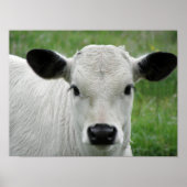 Whimsical White Calf Poster (Voorkant)