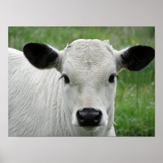 Whimsical White Calf Poster (Voorkant)