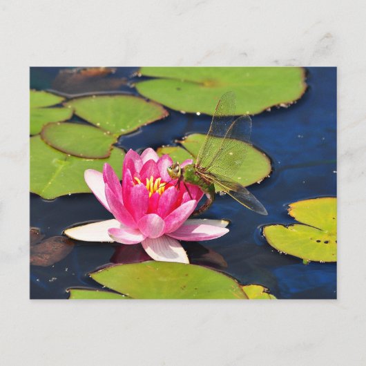 "Whimsy" Briefkaart (Voorkant)