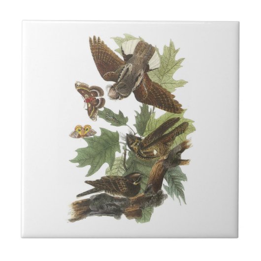 Whip-poor-will van Audubon Tegeltje (Voorkant)