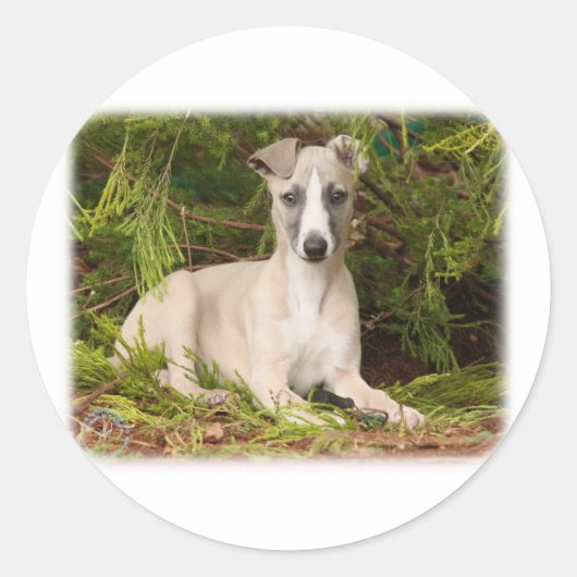 Whippet 9Y563D-005 Ronde Sticker (Voorkant)