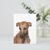 Whippet Briefkaart (Staand voorkant)