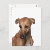 Whippet Briefkaart (Voorkant / Achterkant)