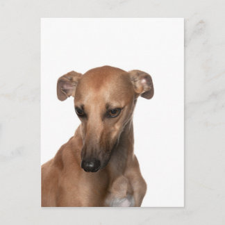 Whippet Briefkaart