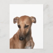Whippet Briefkaart (Voorkant)