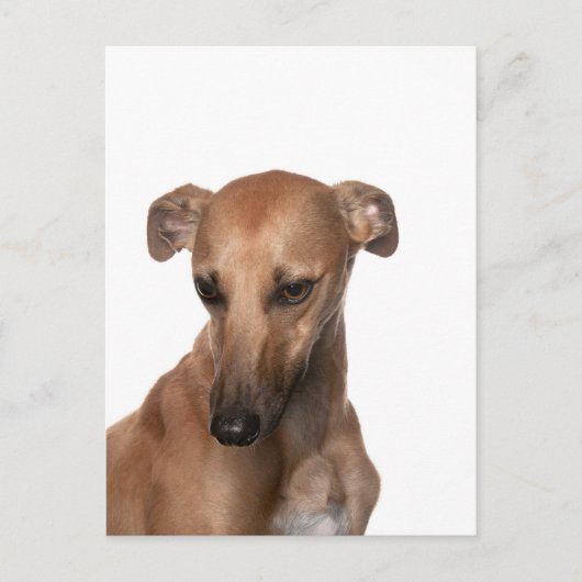 Whippet Briefkaart (Voorkant)