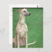 Whippet Briefkaart (Voorkant / Achterkant)