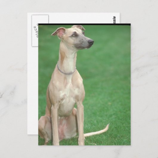 Whippet Briefkaart (Voorkant / Achterkant)