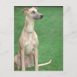 Whippet Briefkaart
