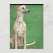 Whippet Briefkaart (Voorkant)