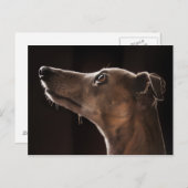 Whippet Briefkaart (Voorkant / Achterkant)