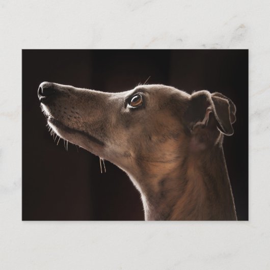 Whippet Briefkaart (Voorkant)
