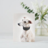 Whippet Briefkaart (Staand voorkant)