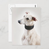 Whippet Briefkaart (Voorkant / Achterkant)