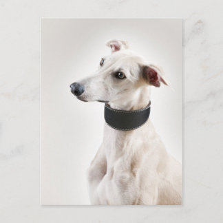 Whippet Briefkaart