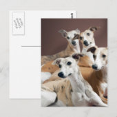 Whippet Briefkaart (Voorkant / Achterkant)