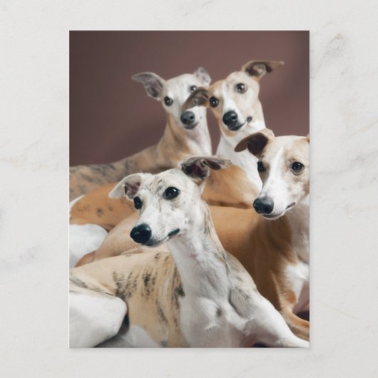 Whippet Briefkaart (Voorkant)