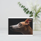 Whippet Briefkaart (Staand voorkant)