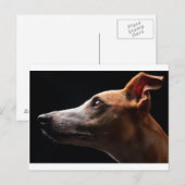 Whippet Briefkaart (Voorkant / Achterkant)