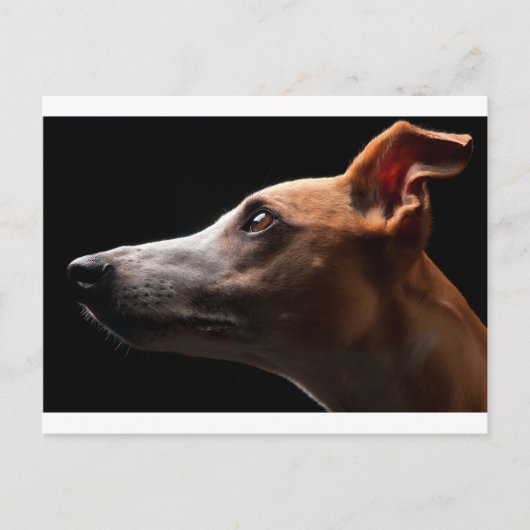Whippet Briefkaart (Voorkant)