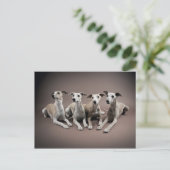 Whippet Briefkaart (Staand voorkant)