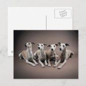 Whippet Briefkaart (Voorkant / Achterkant)