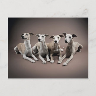 Whippet Briefkaart