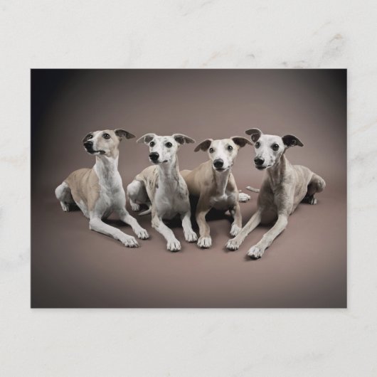 Whippet Briefkaart (Voorkant)
