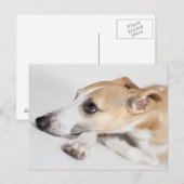 Whippet Briefkaart (Voorkant / Achterkant)