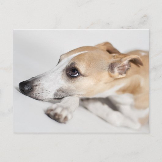 Whippet Briefkaart (Voorkant)
