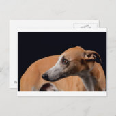 Whippet Briefkaart (Voorkant / Achterkant)