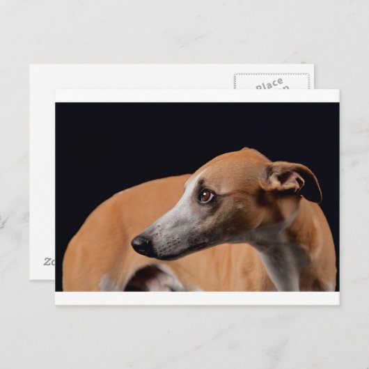Whippet Briefkaart (Voorkant / Achterkant)