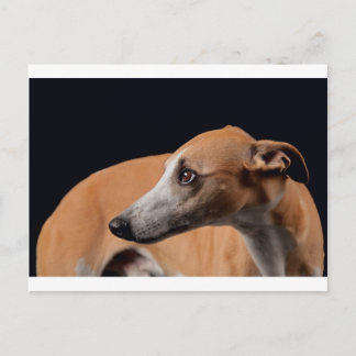 Whippet Briefkaart