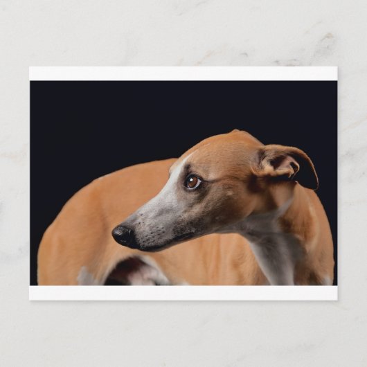 Whippet Briefkaart (Voorkant)
