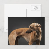 Whippet Briefkaart (Voorkant / Achterkant)