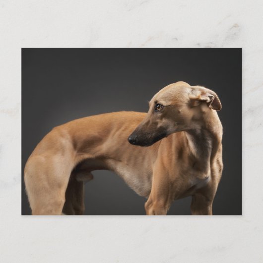 Whippet Briefkaart (Voorkant)