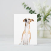 Whippet Briefkaart (Staand voorkant)