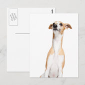 Whippet Briefkaart (Voorkant / Achterkant)