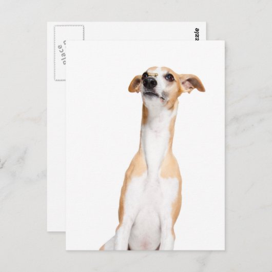 Whippet Briefkaart (Voorkant / Achterkant)