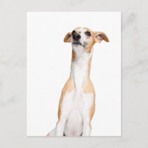 Whippet Briefkaart