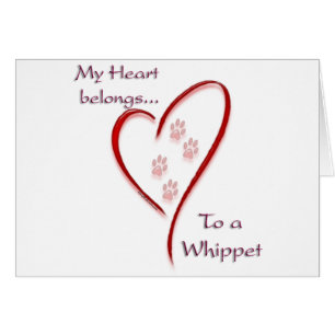 Whippet hart behoort