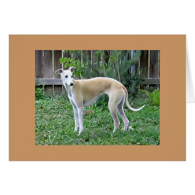 Whippet Hound-Wenskaart (Voorkant Horizontaal)