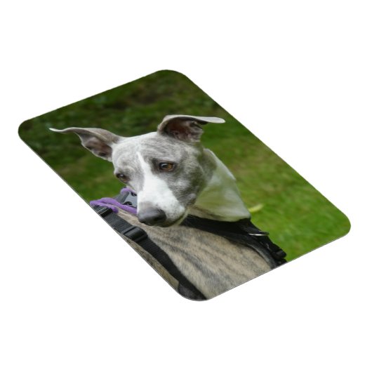 Whippet koelkastmagneet magneet (Rechterzijde)