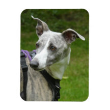Whippet koelkastmagneet