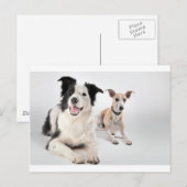 Whippet met een grenspoel briefkaart (Voorkant / Achterkant)