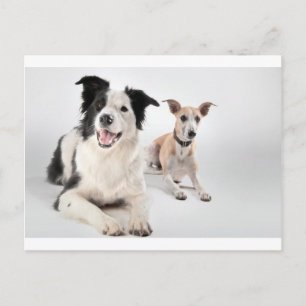 Whippet met een grenspoel briefkaart